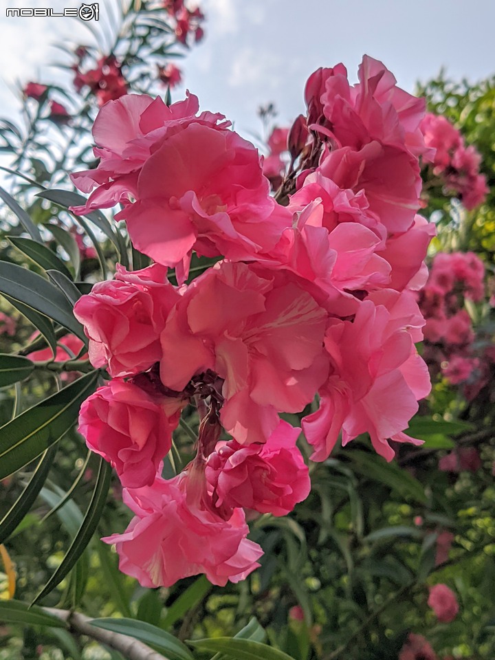 紅花鐵刀木 台南市南區水交社文化園區 04/17