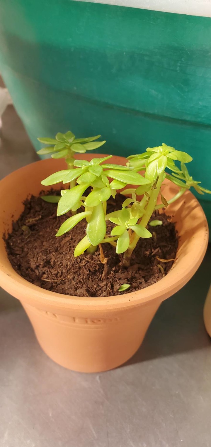 新手養多肉植物問題