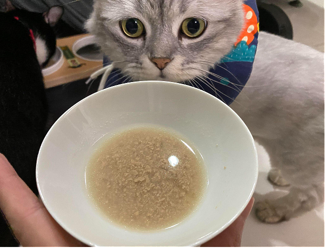 點我看大圖 同品牌成功無痛轉食 貓主子們的乾→濕歷程分享