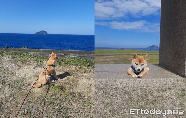 懶得散步柴柴「突發性昏倒」家門口躺1小時媽傻眼:真的睡著