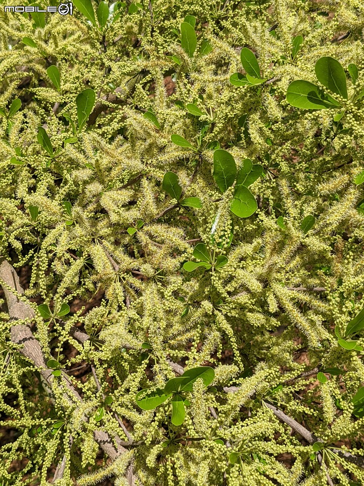 小葉欖仁 台南市安平區湖濱水鳥公園 04/05