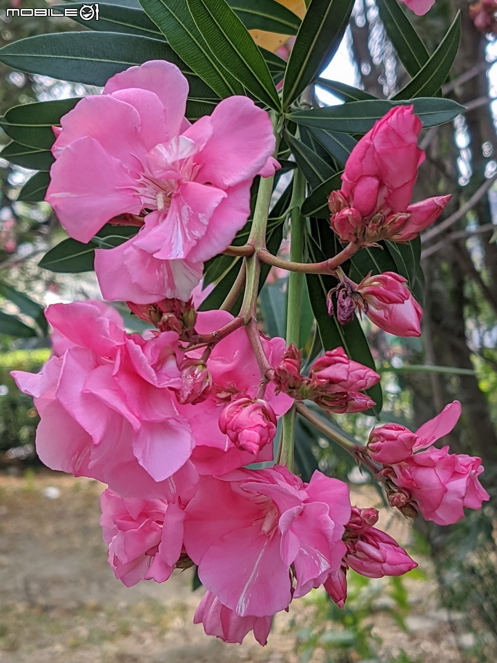 紅花鐵刀木 台南市南區水交社文化園區 04/17