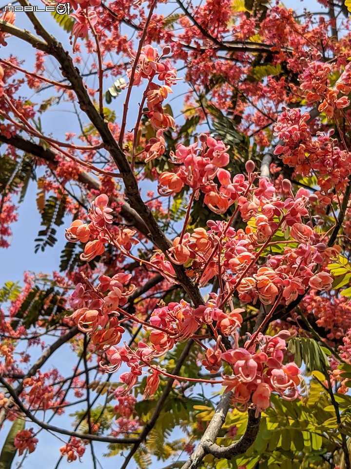 紅花鐵刀木 台南市南區水交社文化園區 04/17