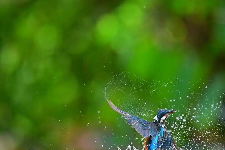 Nikon Z9韌體2.0版EVF分辨率提高到120fps，更輕鬆掌握拍翠鳥飛羽的節奏。