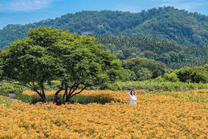 平地金針花季開跑!日月潭賞花熱點【頭社金針花海】盛開中