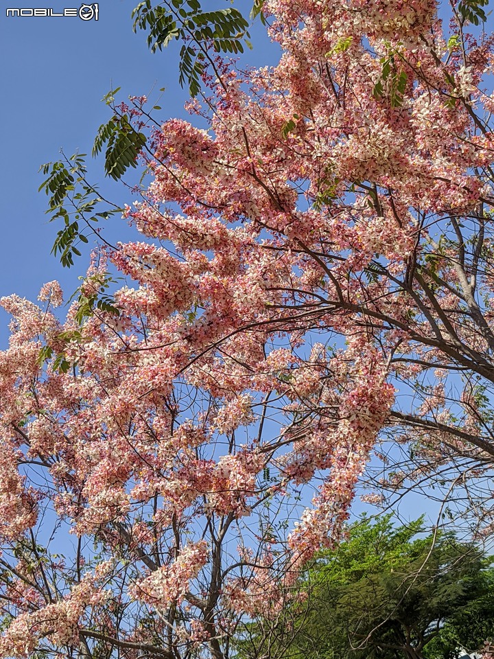 花旗木 台南市永康區忠孝運動公園 04/04