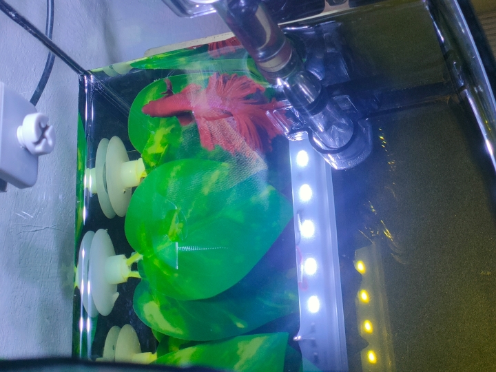 我的鬥魚正常嗎？