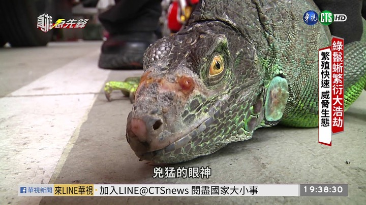 印度4男竟輪姦1.4米長孟加拉巨蜥