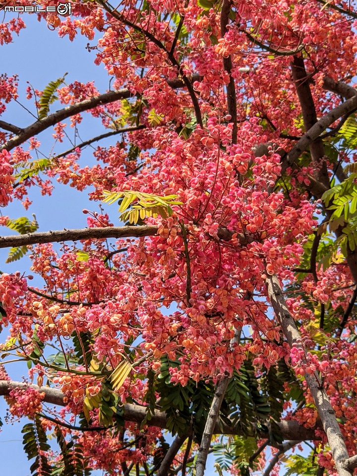 紅花鐵刀木 台南市南區水交社文化園區 04/17