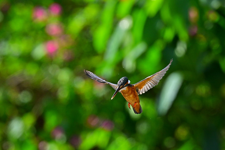 Nikon Z9韌體2.0版EVF分辨率提高到120fps，更輕鬆掌握拍翠鳥飛羽的節奏。