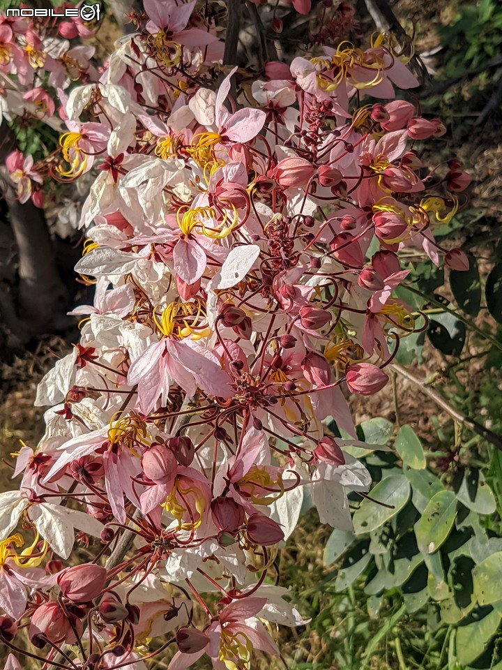 花旗木 台南市永康區忠孝運動公園 04/04