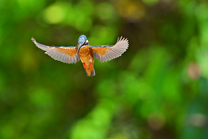 Nikon Z9韌體2.0版EVF分辨率提高到120fps，更輕鬆掌握拍翠鳥飛羽的節奏。