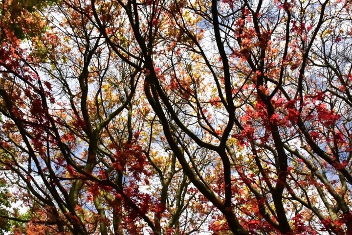 春天賞楓趣！放假就來【台北奧萬大】欣賞嫣紅的「楓」景