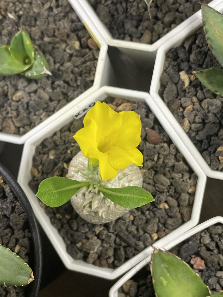 分享：開花的惠比須笑（黃花）