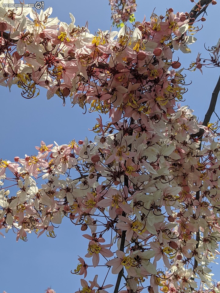 花旗木 台南市仁德區仁德滯洪池 04/04