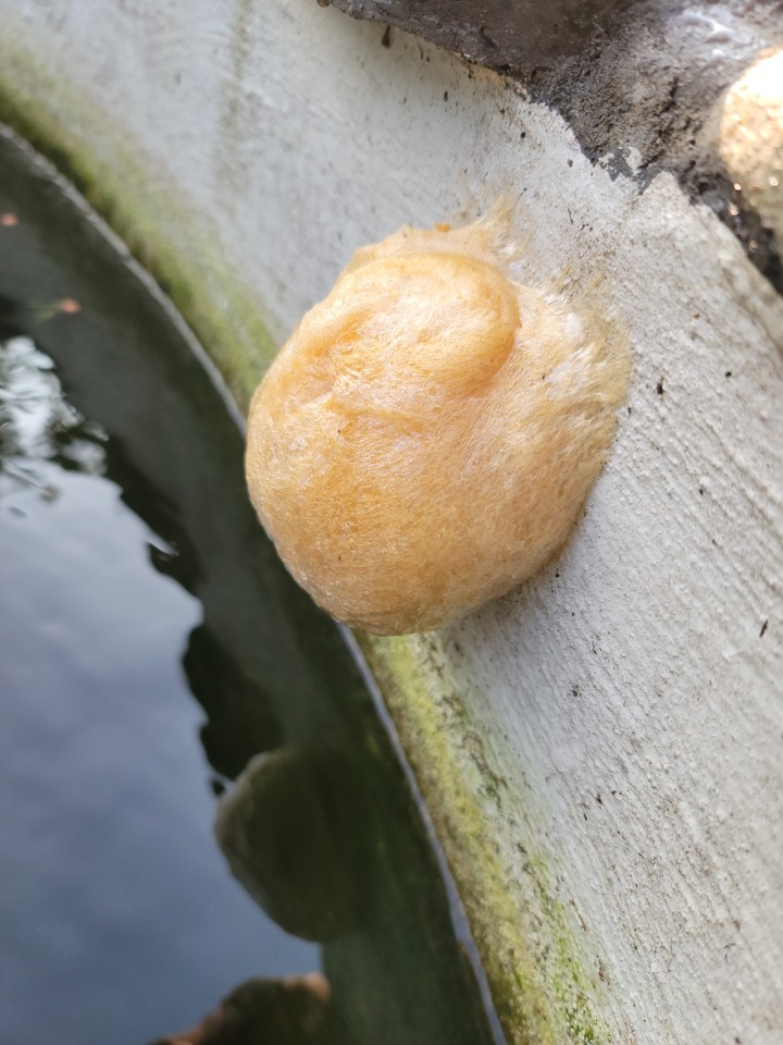 請問庭園魚池旁的結卵有人知道是什麼生物？