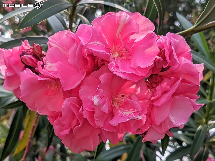 紅花鐵刀木 台南市南區水交社文化園區 04/17