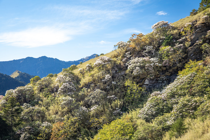 合歡東峰步道賞高山杜鵑 爬得好喘好累