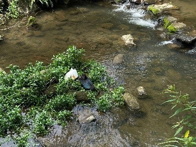 參加臺北大縱走春日饗宴·白石湖草莓季活動