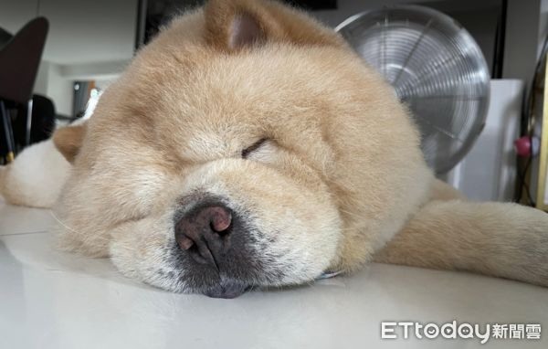 肥肥鬆獅生出「巨大毛毛貢丸」牠聞完一臉疑惑:我的嗎?