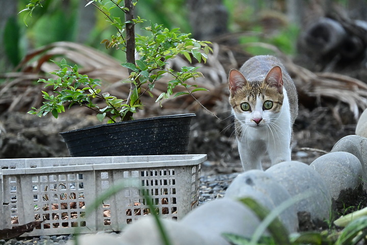 Nikon Z fc+18-140mm喵咪的秘密小花園，都是喵眼(動物)對焦哦！