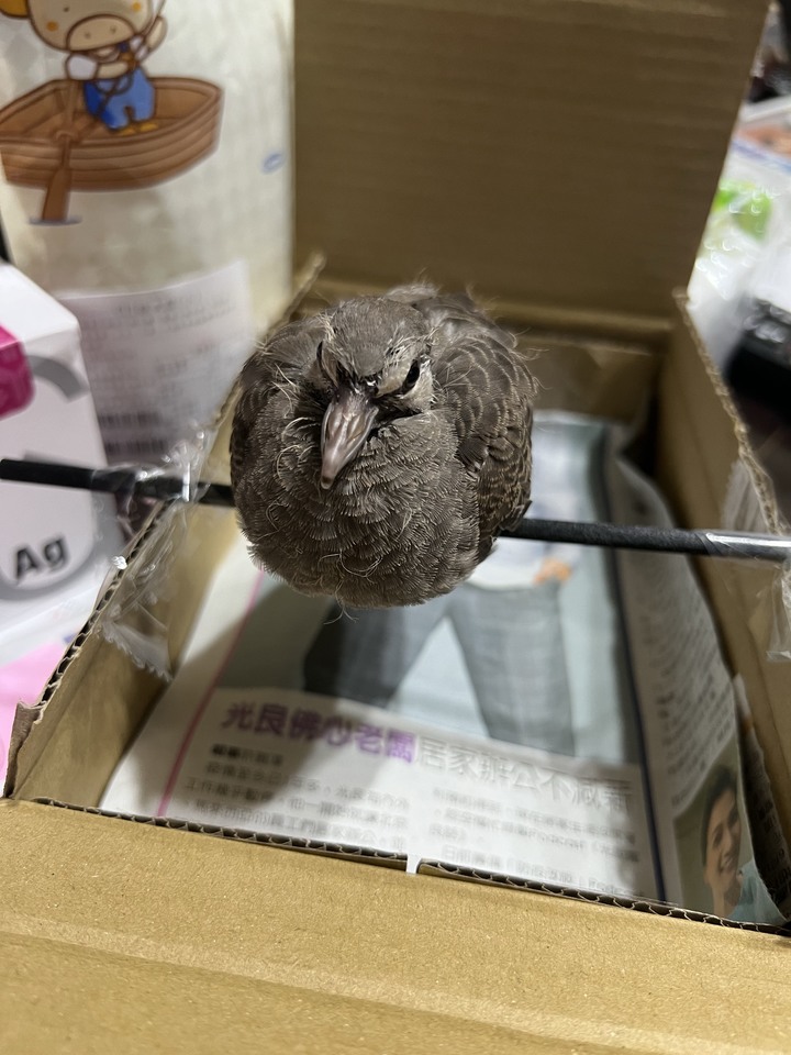 已送養/撿到斑鳩幼鳥，請問有人願意收嗎？