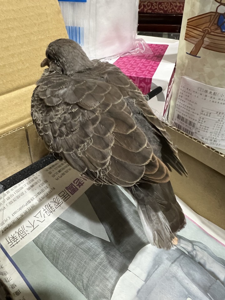 已送養/撿到斑鳩幼鳥，請問有人願意收嗎？