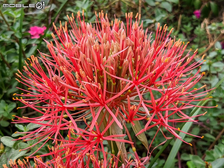 火球花+無患子 台南市佳里區營頂里佳福寺 05/22