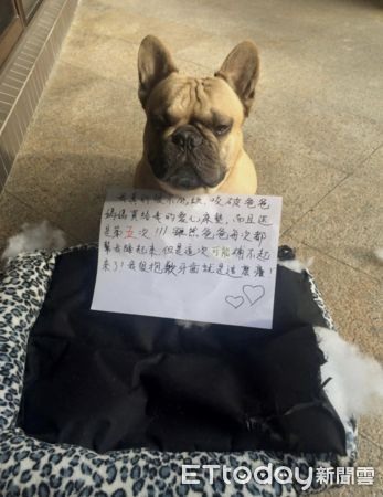 咬破5次床墊！法鬥被迫「洗門風」眼閃淚水網抓包：犯人無悔意