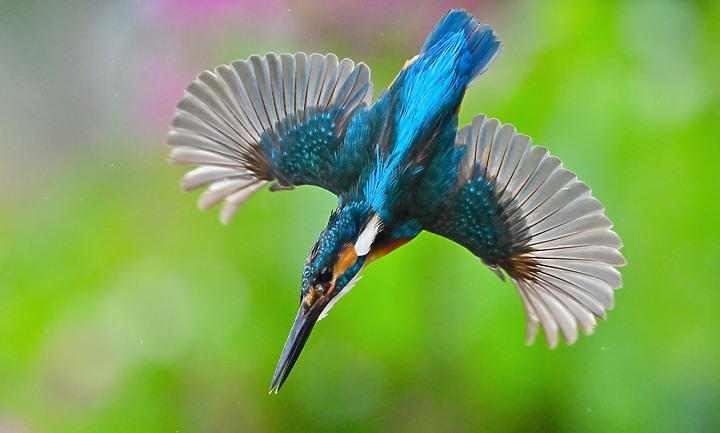 點我看大圖 Nikon Z9+70-200mm母親節快樂!母翠鳥教小翠鳥飛行與衝水。