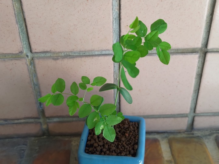 請問這是什麼植物