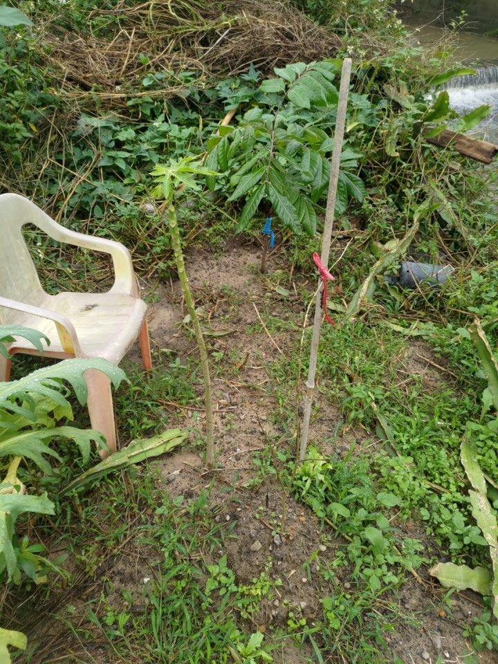 我爸今天教我高難度的植物栽培技術