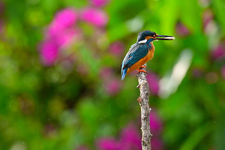 點我看大圖 Nikon Z9+70-200mm母親節快樂!母翠鳥教小翠鳥飛行與衝水。