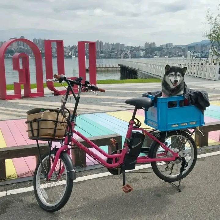兩鐵+捷運，電輔車帶狗狗去《新竹17公里+后豐/東豐自行車道》、《銅鑼天空+舊山線自行車道》《綠光海風自行車道》，兩天一夜。