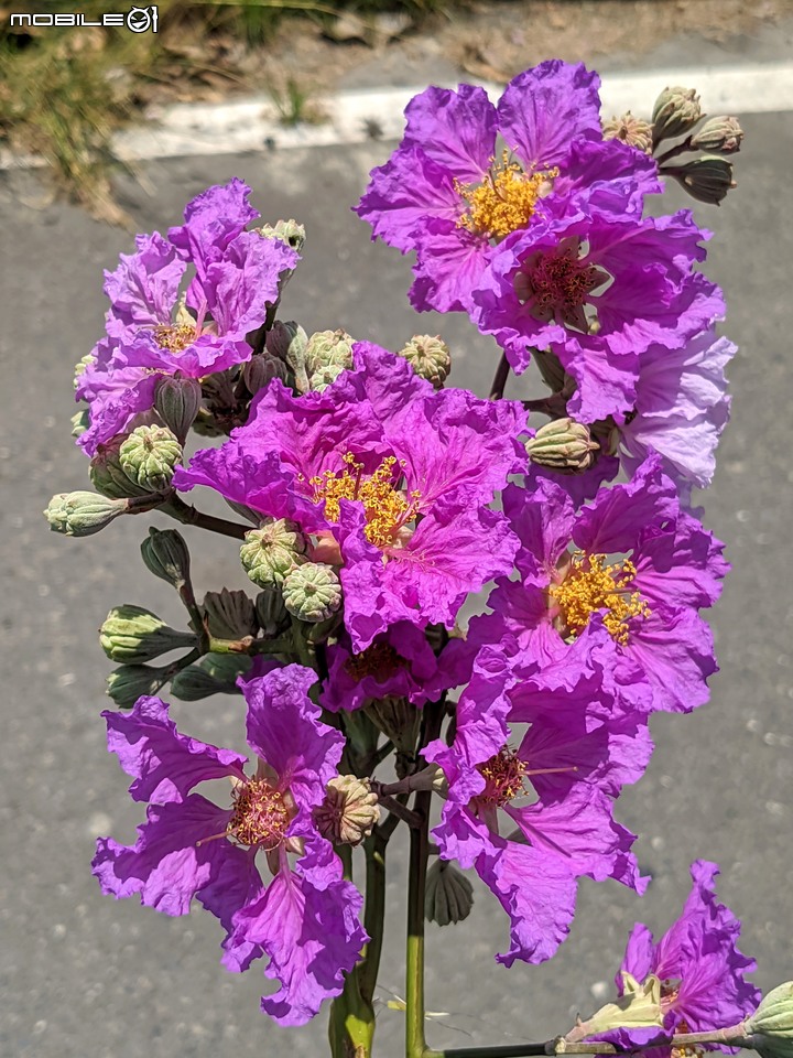 火球花+無患子 台南市佳里區營頂里佳福寺 05/22