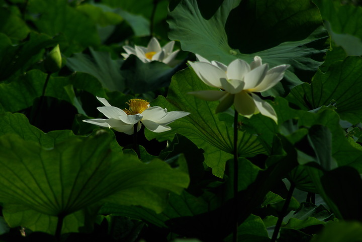 花開花闔，清香白蓮 （端午更新）