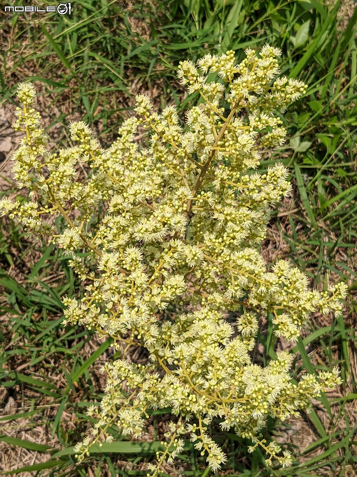 火球花+無患子 台南市佳里區營頂里佳福寺 05/22