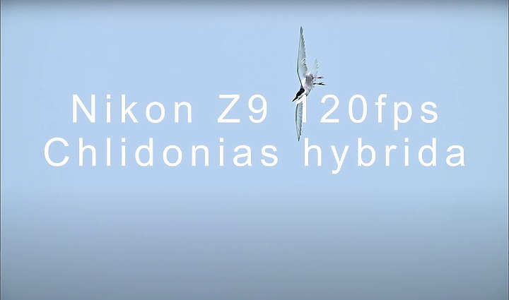 點我看大圖 Nikon Z9影片剪輯教學:黑腹燕鷗以4K120p及120fps串成的影片剪輯示範。