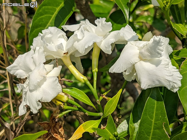 火球花+無患子 台南市佳里區營頂里佳福寺 05/22