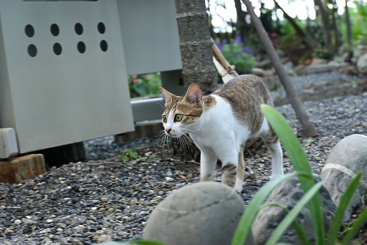 Nikon Z fc+18-140mm喵咪的秘密小花園，都是喵眼(動物)對焦哦！