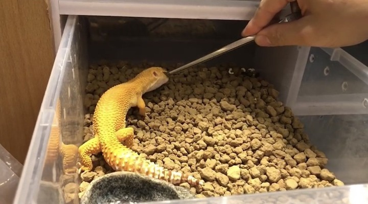居家隔離陪伴我的守宮小寵物