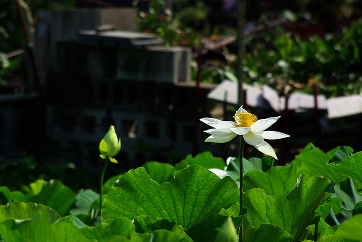 花開花闔，清香白蓮 （端午更新）