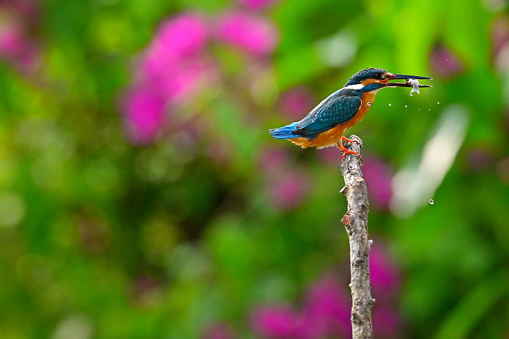 點我看大圖 Nikon Z9+70-200mm母親節快樂!母翠鳥教小翠鳥飛行與衝水。