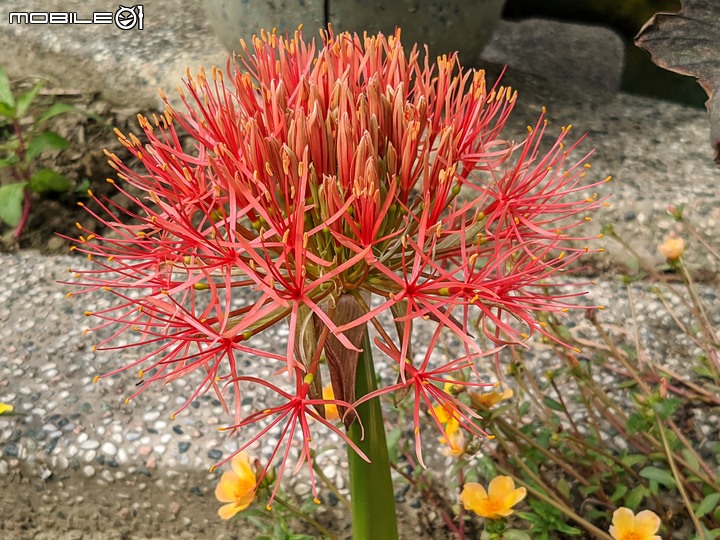 火球花+無患子 台南市佳里區營頂里佳福寺 05/22