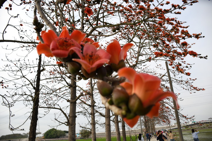 彰化竹塘木棉花