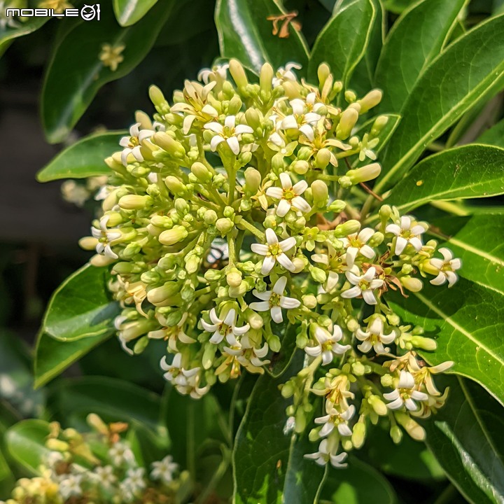 火球花+無患子 台南市佳里區營頂里佳福寺 05/22