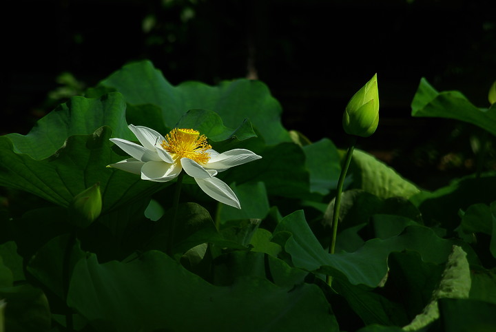 花開花闔，清香白蓮 （端午更新）