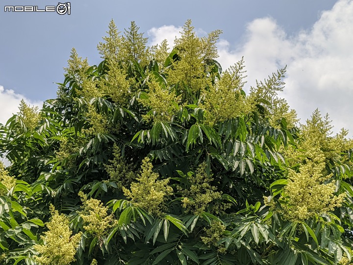 火球花+無患子 台南市佳里區營頂里佳福寺 05/22