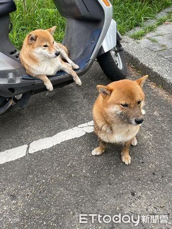 跟著汪姐姐奔跑!柴弟被帶進溝裡「頂滿臉泥巴」氣得奧嘟嘟