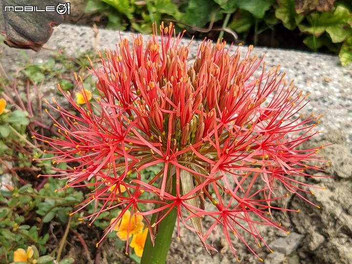 火球花+無患子 台南市佳里區營頂里佳福寺 05/22